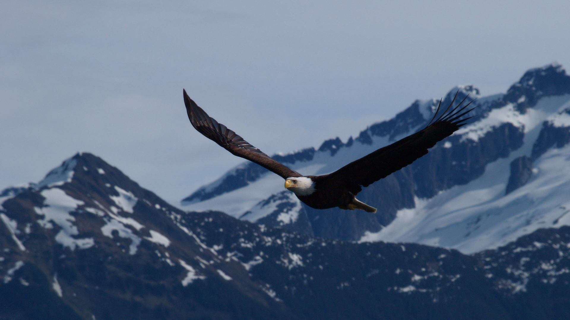 Flying Bald Eagle